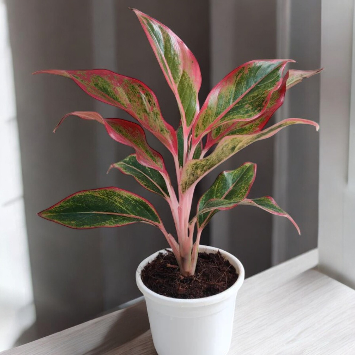 Aglaonema Red Plant (Lipstick Plant) for Indoor